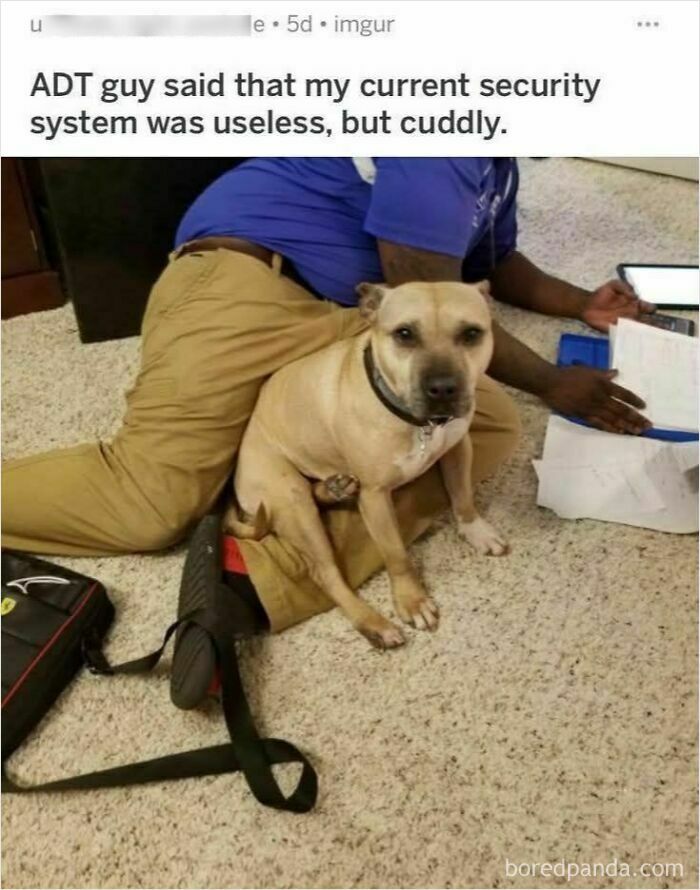 Dog sitting cuddly on technician’s legs during security system service, a funny and adorable animal meme moment.