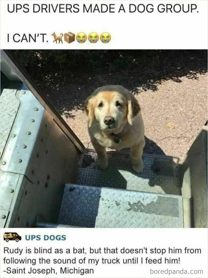 Golden retriever dog standing on metal truck steps with caption about UPS drivers making a dog group in funny and adorable animal memes.