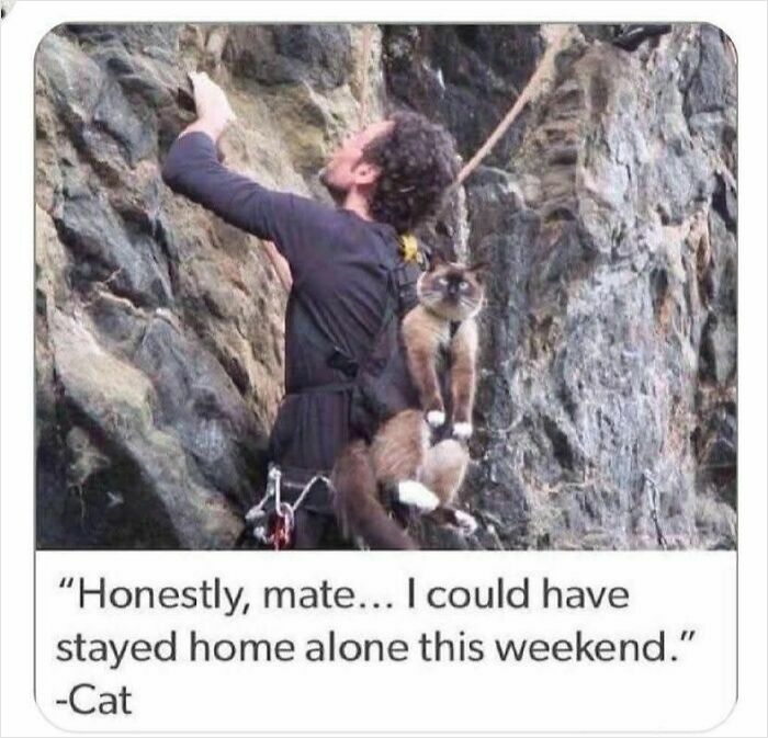 Man rock climbing with a reluctant cat in a backpack, a funny and adorable animal meme fighting boredom.
