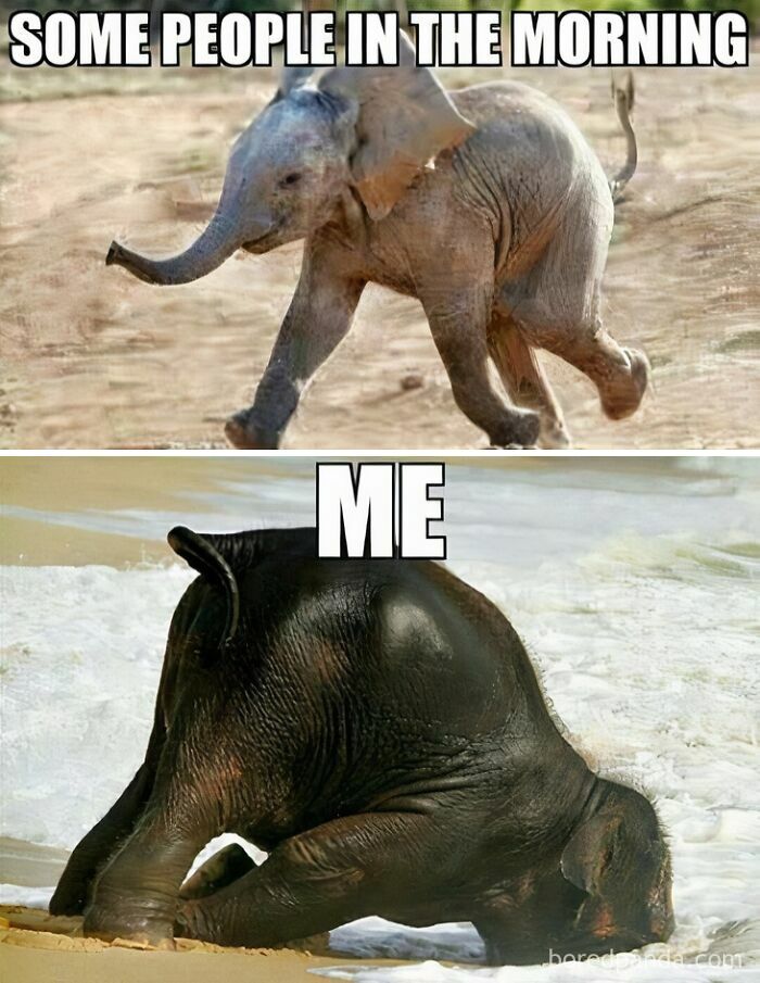 Baby elephant running energetically contrasted with a baby elephant face-planting on a beach in funny animal memes.
