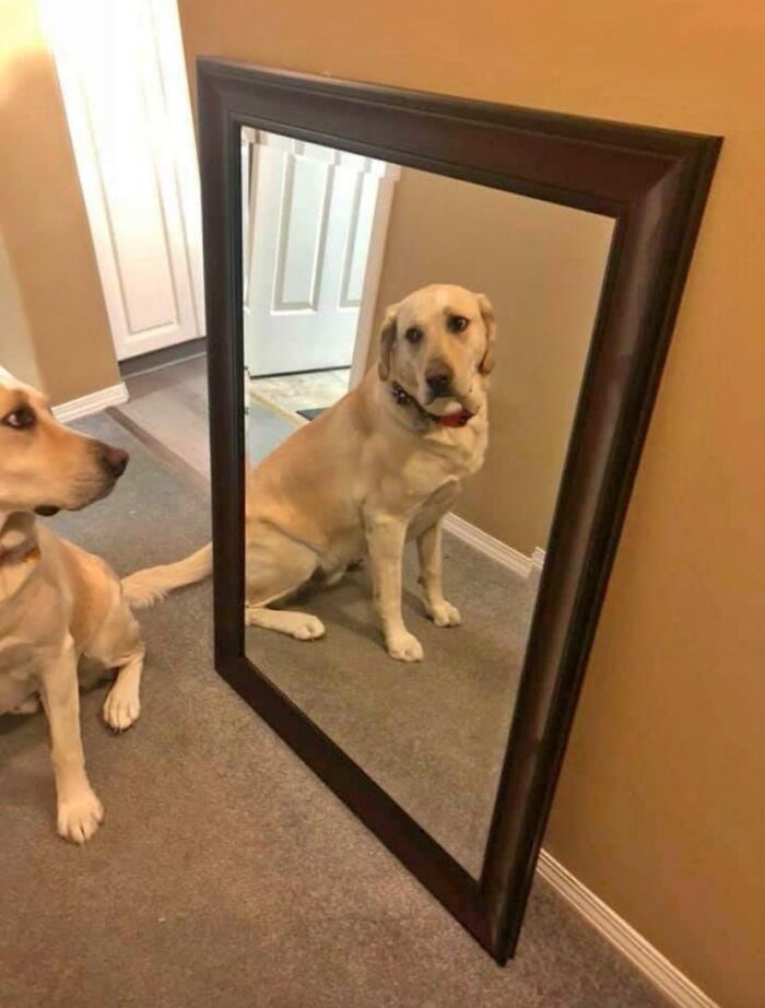Yellow Labrador looking at its reflection in a large floor mirror showcasing funny times people tried to sell a mirror.