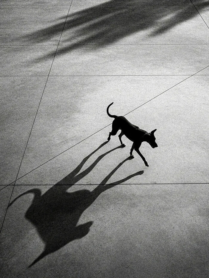 Small street dog walking with a long shadow on pavement, capturing the beauty of everyday life in India by street photographer