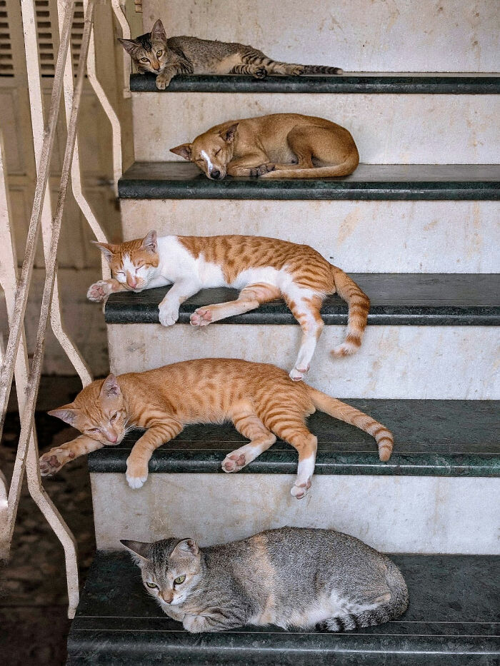 Cats and a dog resting on stairs, capturing the beauty of everyday life in India by street photographer.