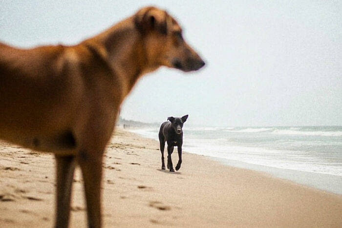 Two street dogs on a sandy beach in India, capturing the beauty of everyday life by a street photographer