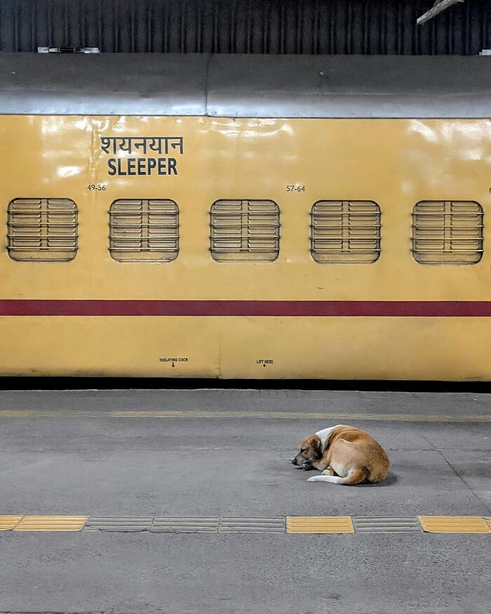 A street dog sleeping peacefully on the platform beside a yellow train, capturing the beauty of everyday life in India.