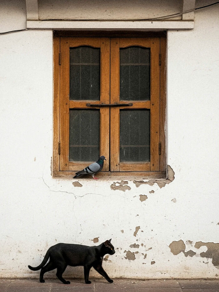 Black cat walking past a wooden window with a pigeon perched on the ledge in daily street life India photography.