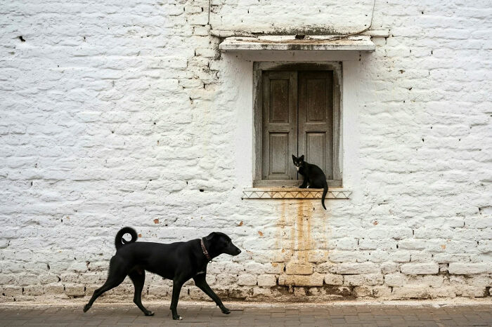 Black dog walking past a black cat sitting on the window ledge of a white brick wall in everyday life in India.