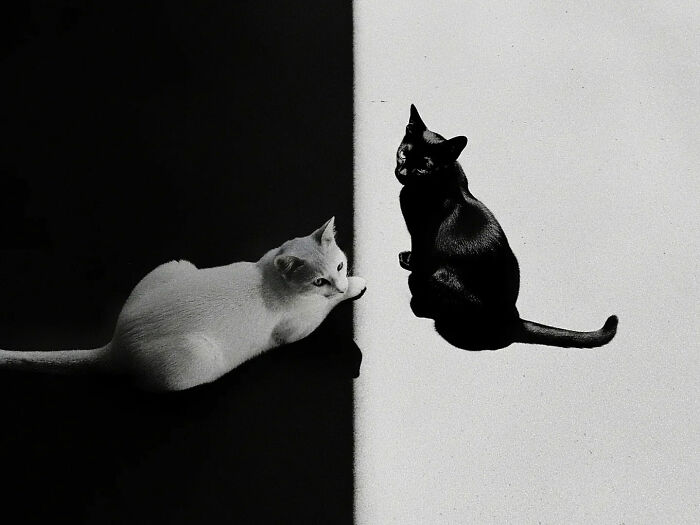 Black and white cats sitting on contrasting halves of a surface, capturing the beauty of everyday life in India street photography.