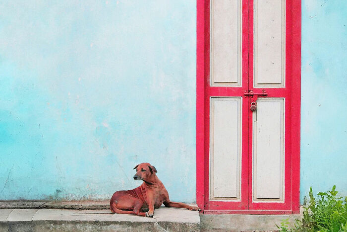 Street photographer captures everyday life in India with a dog resting beside a vibrant red and blue building door.