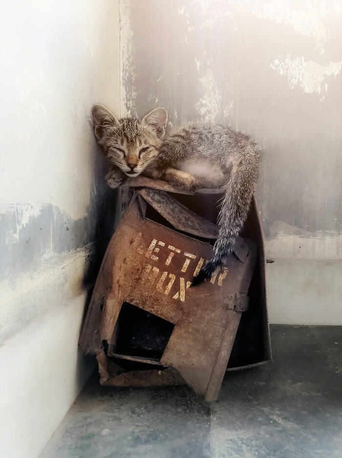 Sleeping kitten resting on a rusted metal box, capturing the beauty of everyday life in India by a street photographer.