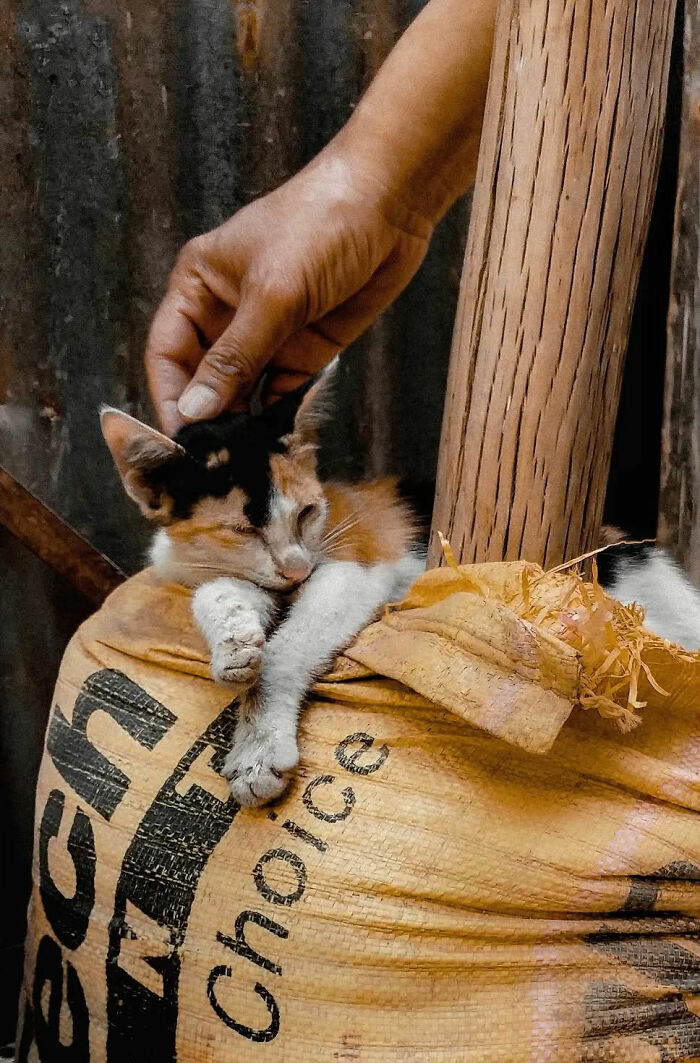 Hand petting a relaxed cat resting on a sack, capturing the beauty of everyday life in India by street photographer.