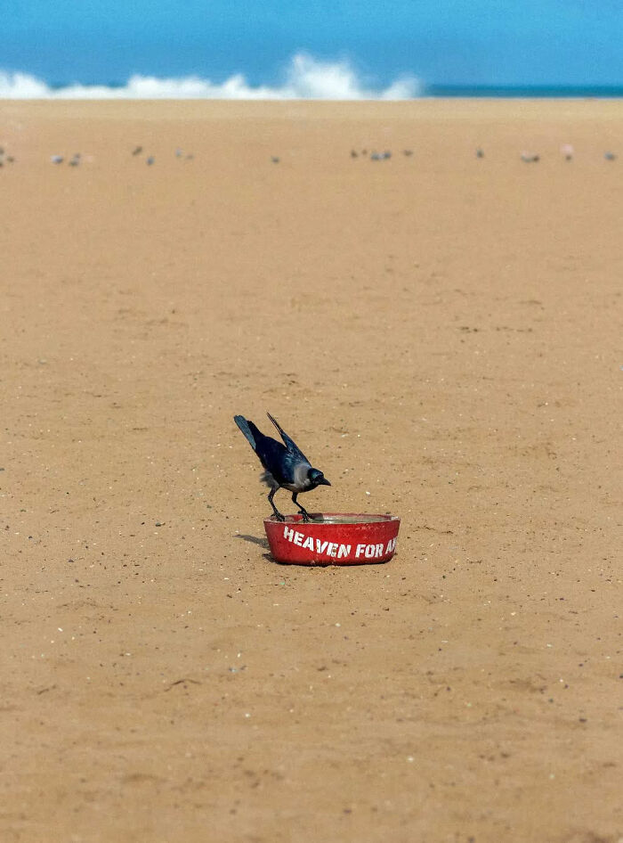 Crow perched on a red bowl on a sandy beach, capturing the beauty of everyday life in India by street photographer.