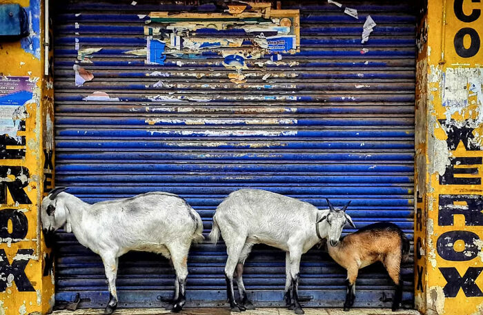 Three goats standing in front of a blue shutter, showcasing street photography capturing the beauty of everyday life in India.