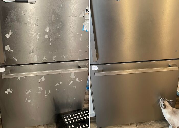 Stainless steel dishwasher before and after cleaning showing removal of stains and smudges with a cat nearby.