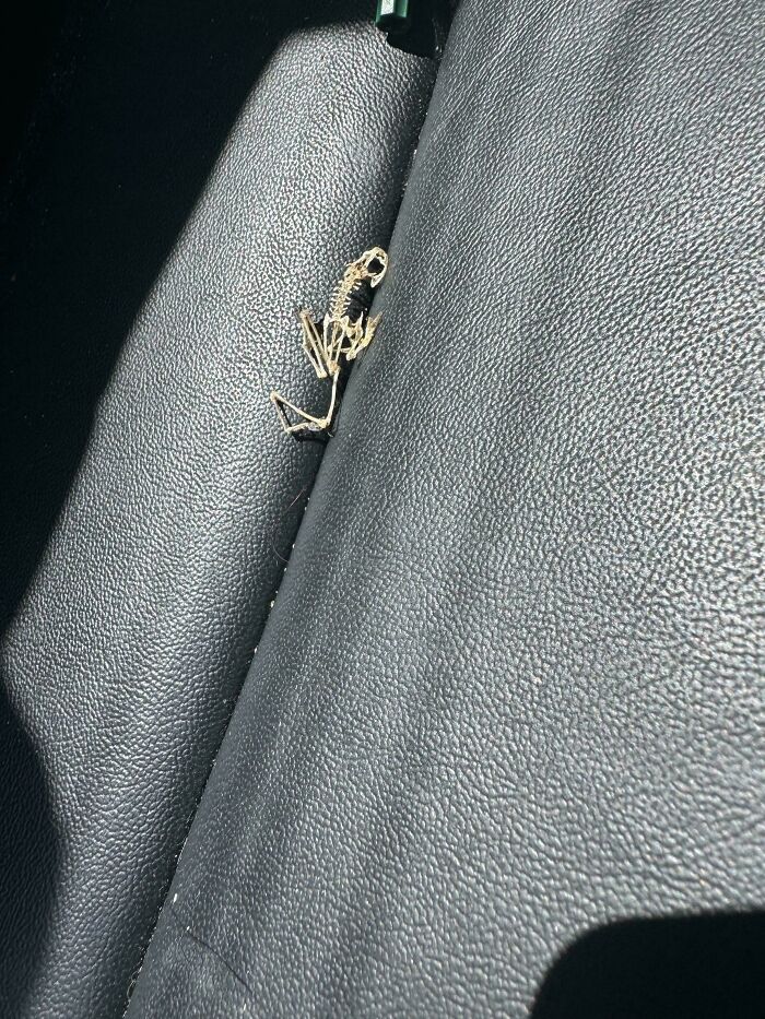 Small animal skeleton resting on black leather car seat, highlighting unexplained curious finds in interesting group pics.