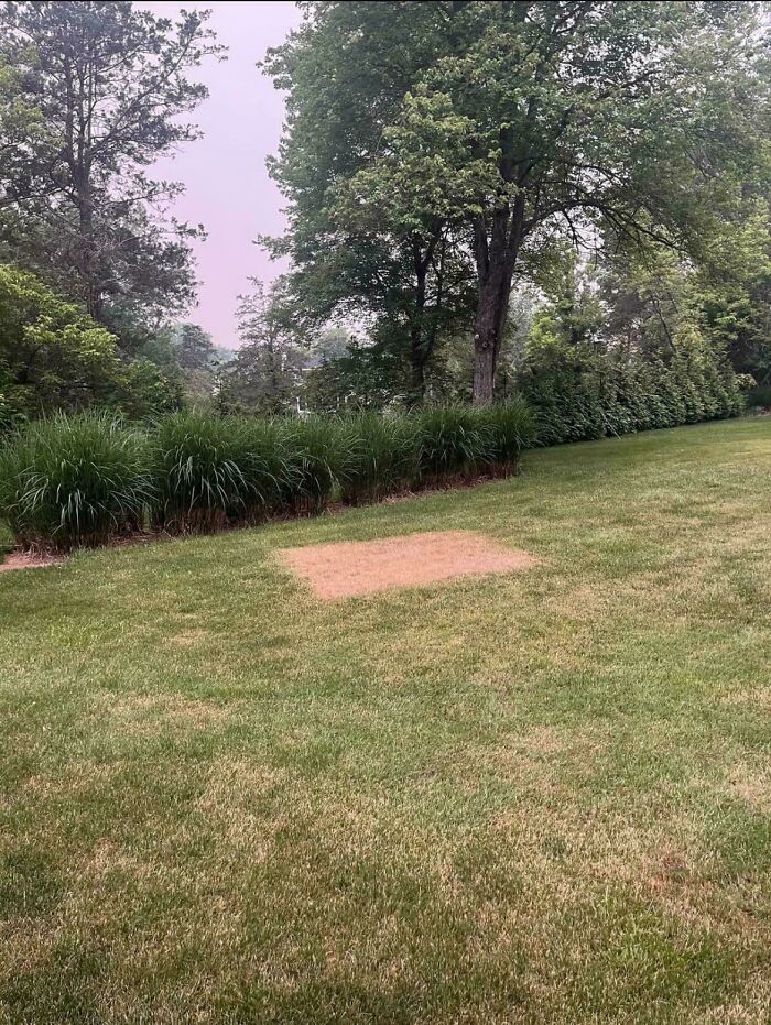 Unexplained dry patch on green grass in a backyard surrounded by tall plants and trees in an interesting group setting.