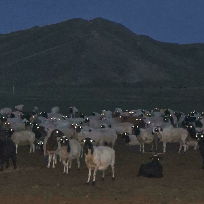 Sheep with glowing eyes at night in a dark field, creating an interesting group scene that cannot be easily explained.