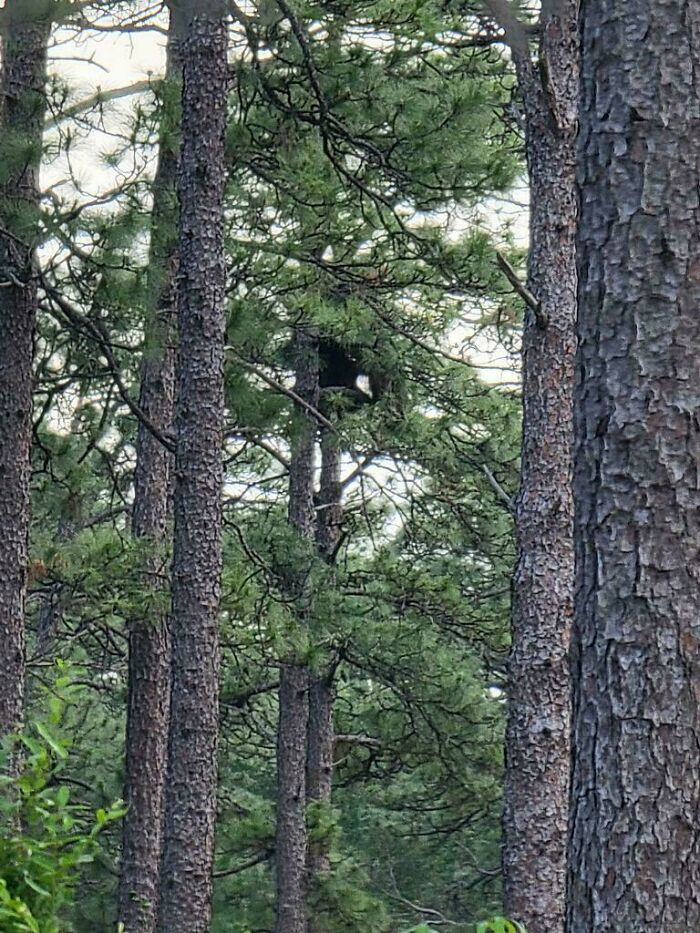 Black bear hidden among pine trees in a dense forest, illustrating some things just cannot be explained in nature photos.