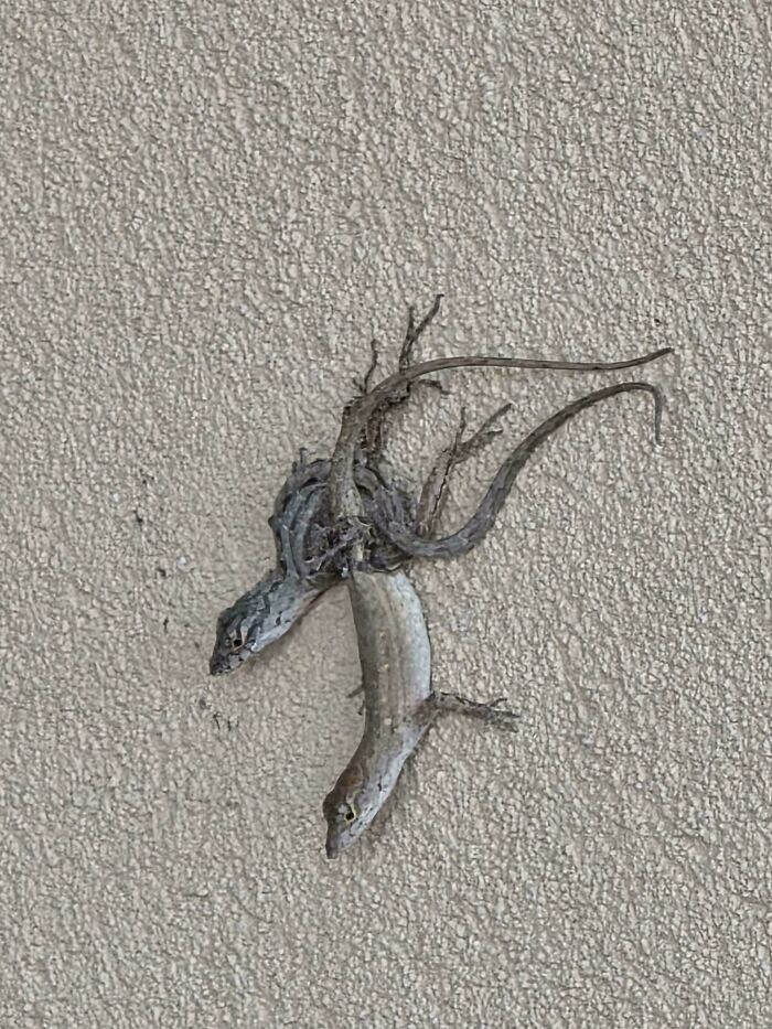 Two lizards fused together on a textured wall, an unusual sight from this interesting group of unexplained things.