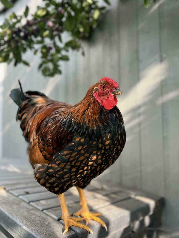 Close-up of a chicken with patterned feathers standing on a wooden bench, showcasing an interesting group member.
