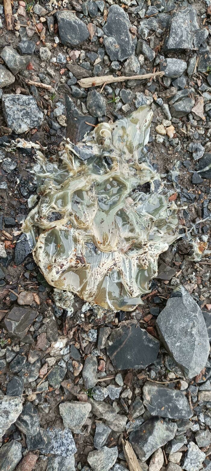 Unexplained natural phenomenon showing a translucent, gelatinous substance on rocky ground in this interesting group.