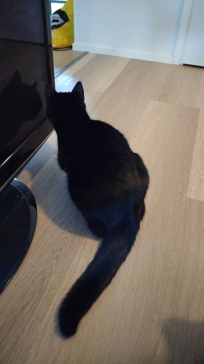 Black cat sitting on wooden floor with its shadow reflected on the screen, capturing an interesting unexplained moment.