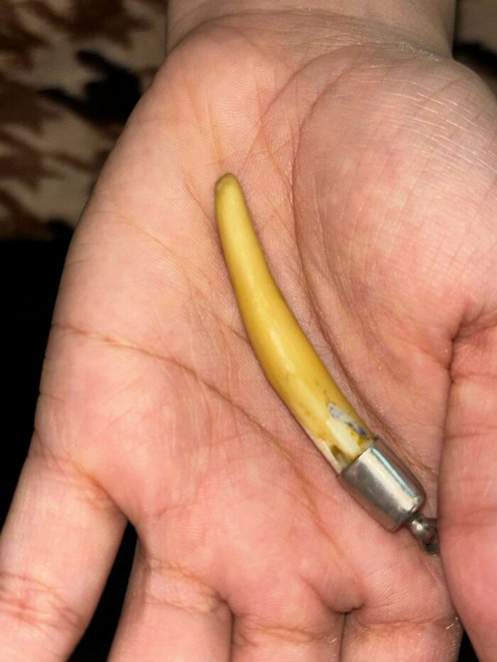 Close-up of a hand holding an unusual yellowish object with a metal tip, part of unexplained interesting group finds.