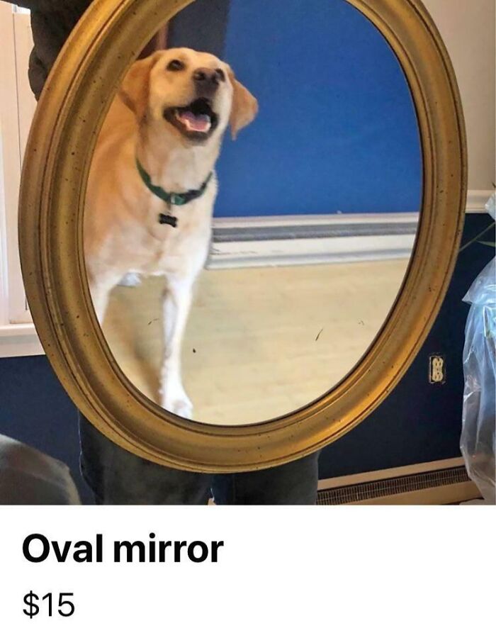 Oval mirror for sale with reflection of happy dog inside, showcasing how the reflection can help sell mirrors humorously