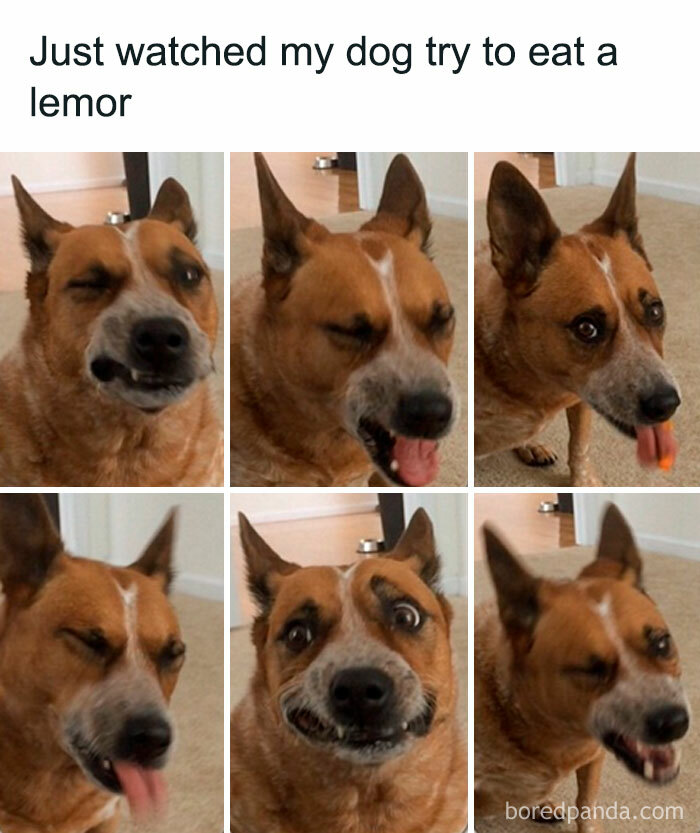 Dog making funny faces after trying to eat a lemon, a hilarious moment from adorable animal memes fighting boredom.