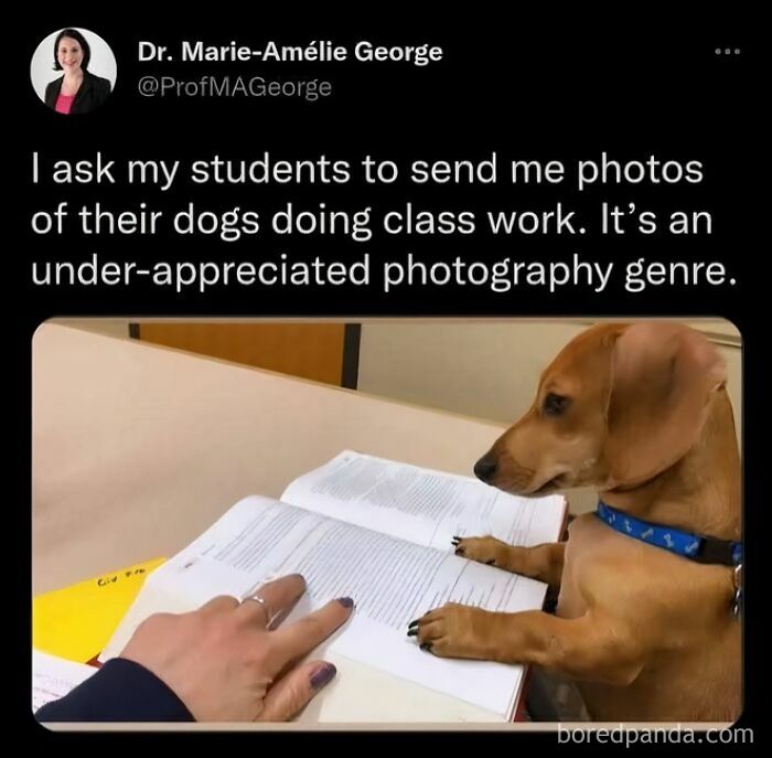 Dog wearing blue collar appearing to do class work with a person pointing at a book, showcasing funny and adorable animal memes.