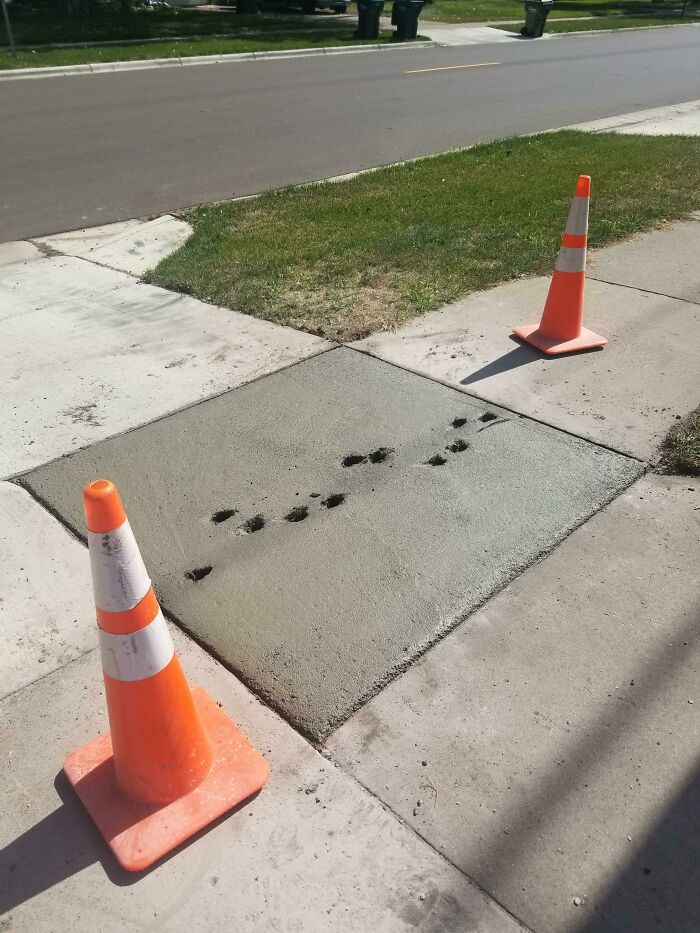 Fresh concrete sidewalk block with animal paw prints, surrounded by orange safety cones on a residential street.
