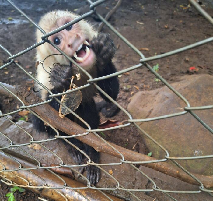 A monkey behind a metal fence holding a broken wire and appearing distressed in a messy outdoor enclosure.