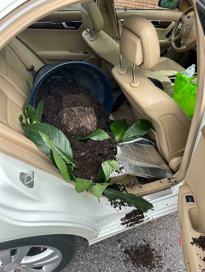 Uprooted plant spilling soil inside the back seat of a beige car, showing a total mess that can always get worse.