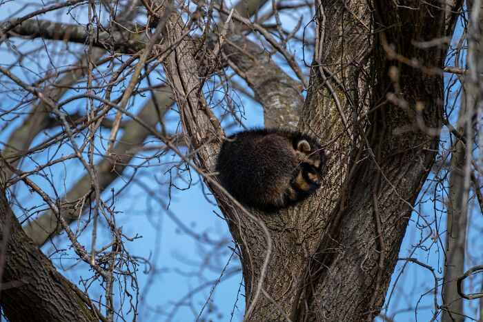 Raccoon enjoying a nap curled up on a tree branch surrounded by bare branches against a clear blue sky.