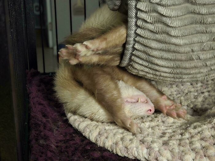 Ferret enjoying a nap in a cozy setting, showcasing animals enjoying a nap in a relaxed and natural pose.