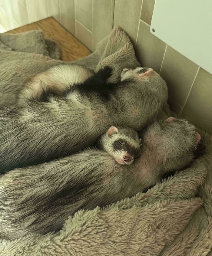 Three ferrets enjoying a cozy nap together on a soft blanket, showcasing animals enjoying a nap peacefully.