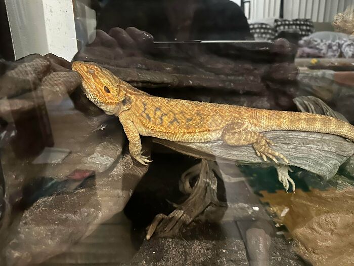 Bearded dragon enjoying a nap, captured in a cozy terrarium with natural wood and reflective glass.