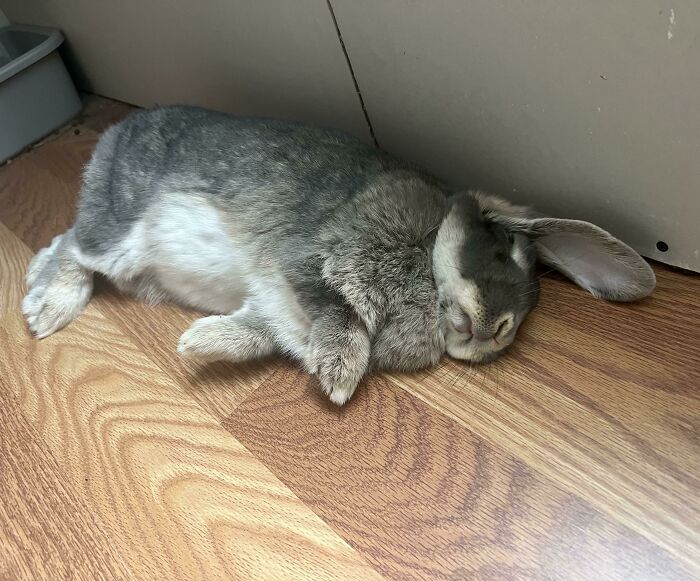 Gray and white rabbit enjoying a nap peacefully on a wooden floor, showcasing animals enjoying a nap moments.
