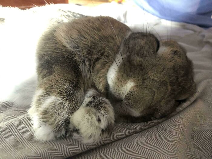 Sleeping brown rabbit curled up on a blanket, showing animals enjoying a nap in a cozy indoor setting.