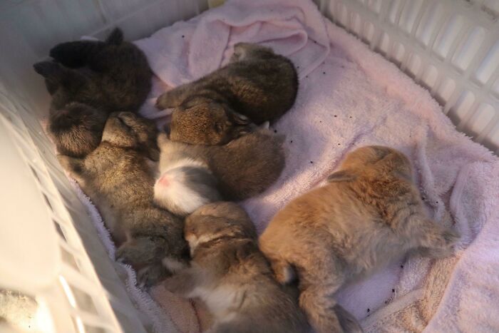 A group of baby animals enjoying a nap together on a soft pink blanket in a cozy basket.