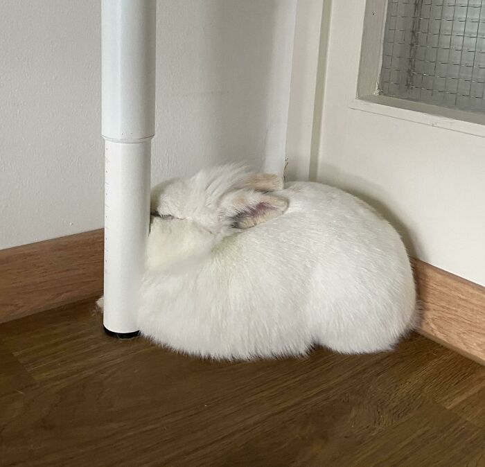Fluffy white rabbit enjoying a nap curled up in the corner next to a white table leg on wooden floor.