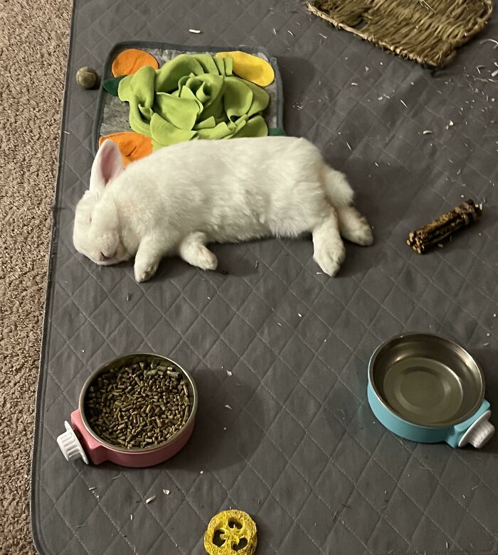 White rabbit enjoying a nap on a grey mat surrounded by food bowls and toys in a cozy indoor setting.