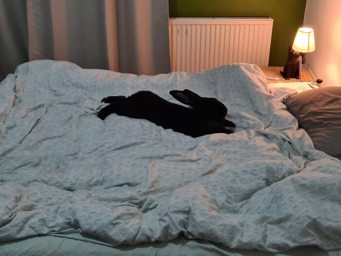 Black rabbit enjoying a nap stretched out on a bed with light blue bedding in a cozy bedroom setting.