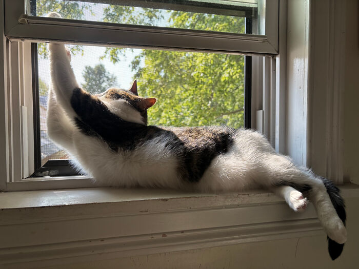 Cat enjoying a nap stretched out on a sunny windowsill with green trees visible outside.