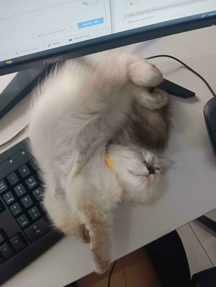 Fluffy cat napping in a curled position on a desk near a keyboard and computer monitor, enjoying a peaceful rest.