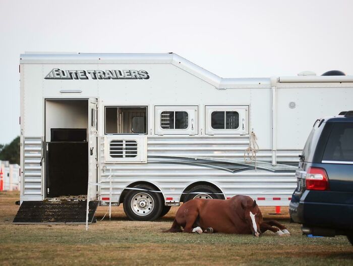 Brown horse enjoying a nap lying on grass near a trailer and parked SUV, showing animals enjoying a nap outdoors.