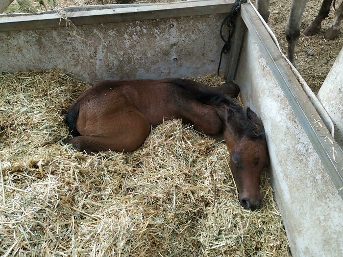 Foal peacefully enjoying a nap on straw bedding in a pen, capturing animals enjoying a nap in a serene setting.