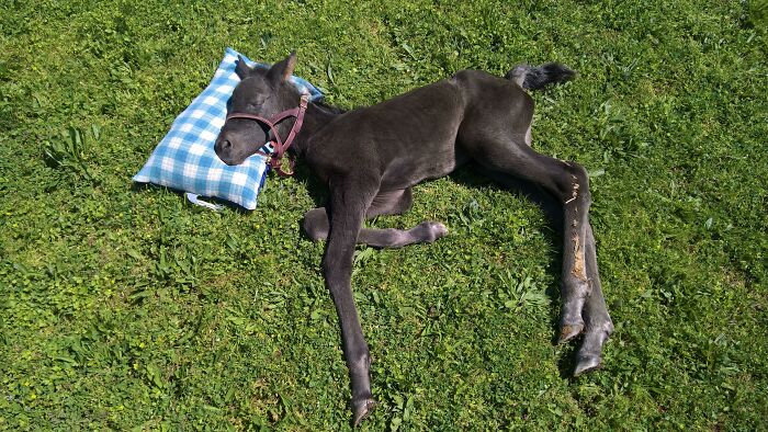 Foal enjoying a nap on grass with a small pillow, showing animals relaxing and sleeping peacefully outdoors.