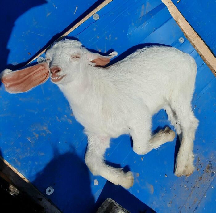 Baby goat enjoying a nap with eyes closed lying on a blue surface captured in a peaceful moment of animals relaxing.