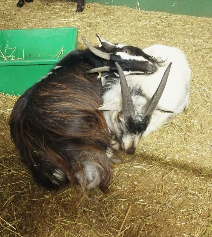 Two goats enjoying a nap together on hay, showcasing animals enjoying a nap in a cozy barn setting.